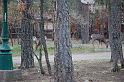Does near the front of the campground